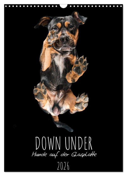 Down Under - Hunde auf der Glasplatte (CALVENDO Wandkalender 2026)