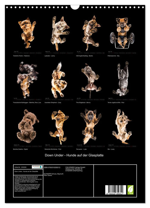 Down Under - Hunde auf der Glasplatte (CALVENDO Wandkalender 2026)