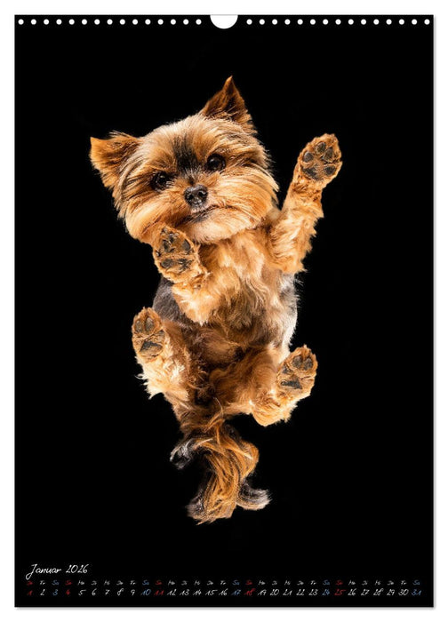 Down Under - Hunde auf der Glasplatte (CALVENDO Wandkalender 2026)