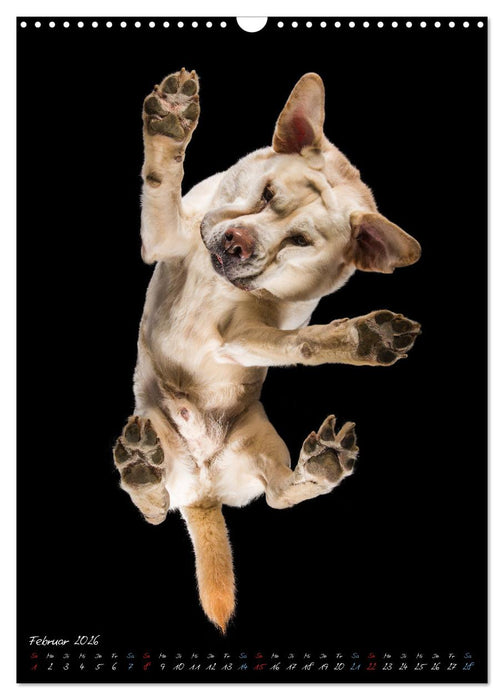 Down Under - Hunde auf der Glasplatte (CALVENDO Wandkalender 2026)