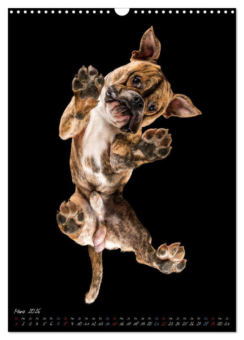 Down Under - Hunde auf der Glasplatte (CALVENDO Wandkalender 2026)