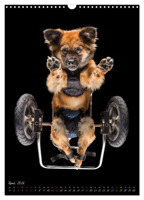 Down Under - Hunde auf der Glasplatte (CALVENDO Wandkalender 2026)