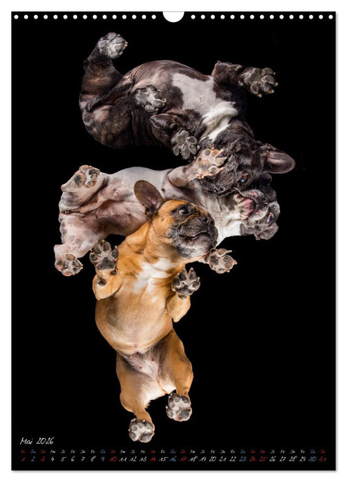 Down Under - Hunde auf der Glasplatte (CALVENDO Wandkalender 2026)