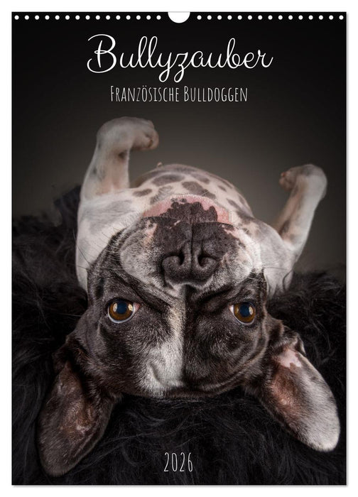 Bullyzauber - Französische Bulldoggen (CALVENDO Wandkalender 2026)