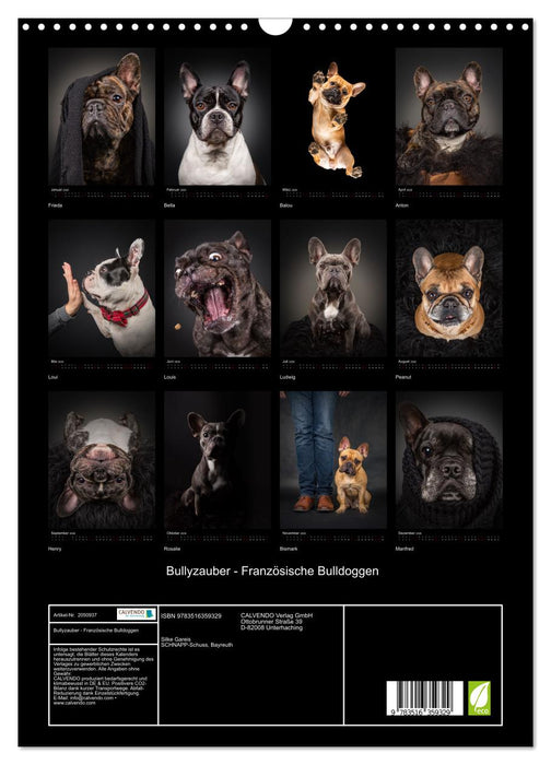 Bullyzauber - Französische Bulldoggen (CALVENDO Wandkalender 2026)