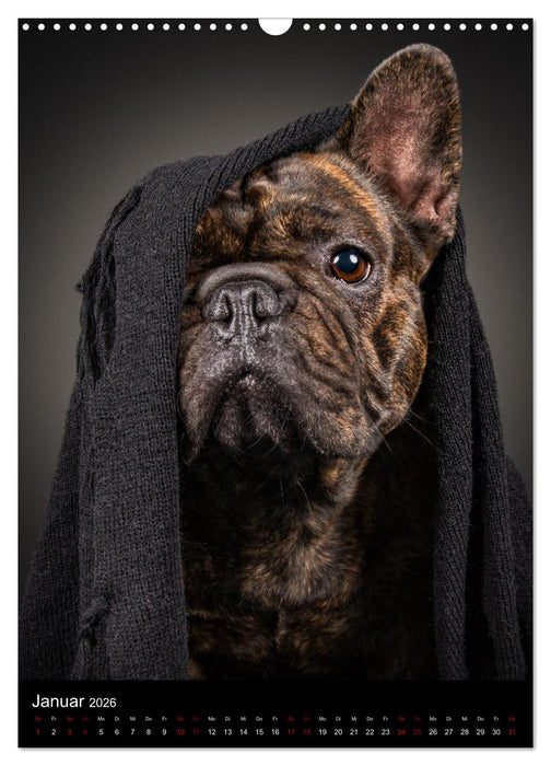 Bullyzauber - Französische Bulldoggen (CALVENDO Wandkalender 2026)