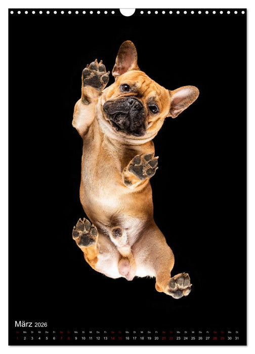 Bullyzauber - Französische Bulldoggen (CALVENDO Wandkalender 2026)