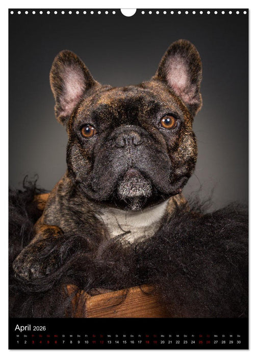 Bullyzauber - Französische Bulldoggen (CALVENDO Wandkalender 2026)