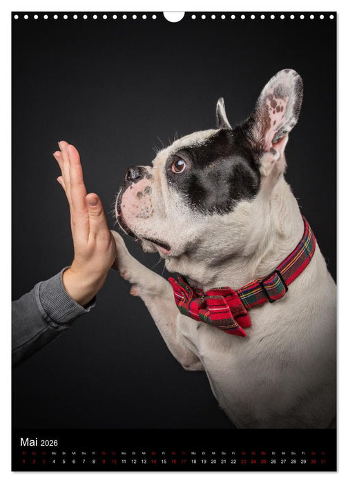 Bullyzauber - Französische Bulldoggen (CALVENDO Wandkalender 2026)