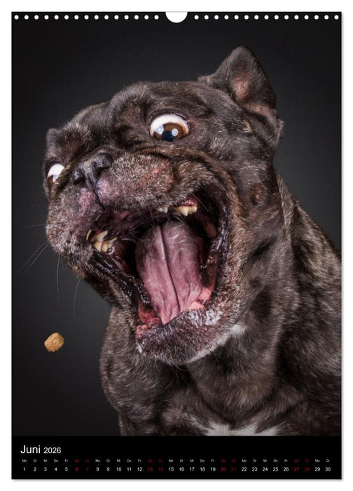 Bullyzauber - Französische Bulldoggen (CALVENDO Wandkalender 2026)