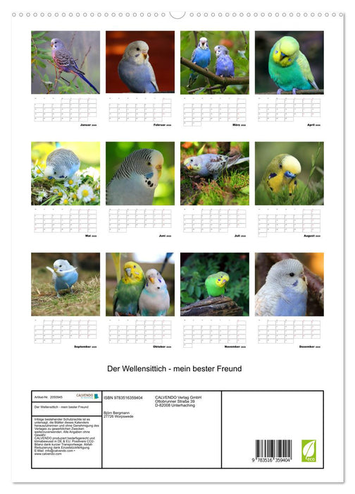 Der Wellensittich - mein bester Freund (CALVENDO Premium Wandkalender 2026)