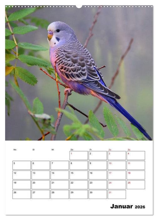 Der Wellensittich - mein bester Freund (CALVENDO Premium Wandkalender 2026)
