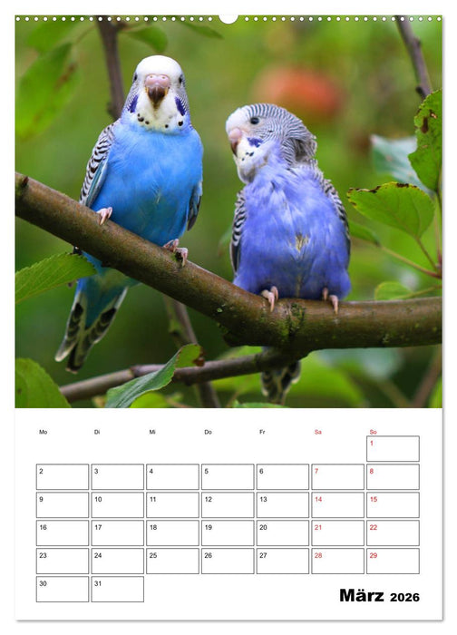 Der Wellensittich - mein bester Freund (CALVENDO Premium Wandkalender 2026)