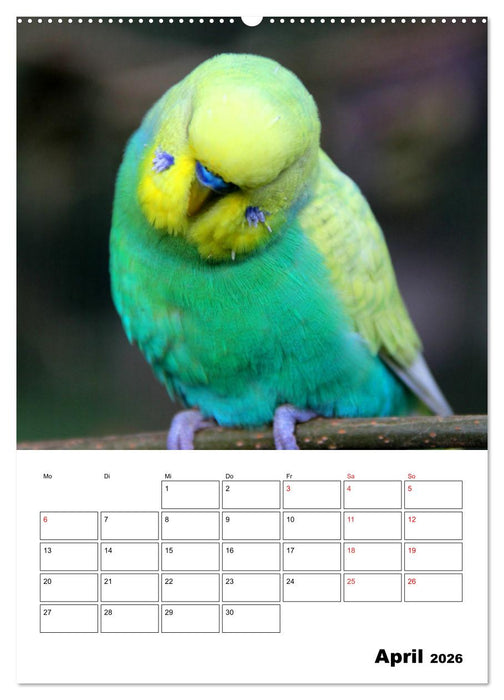 Der Wellensittich - mein bester Freund (CALVENDO Premium Wandkalender 2026)