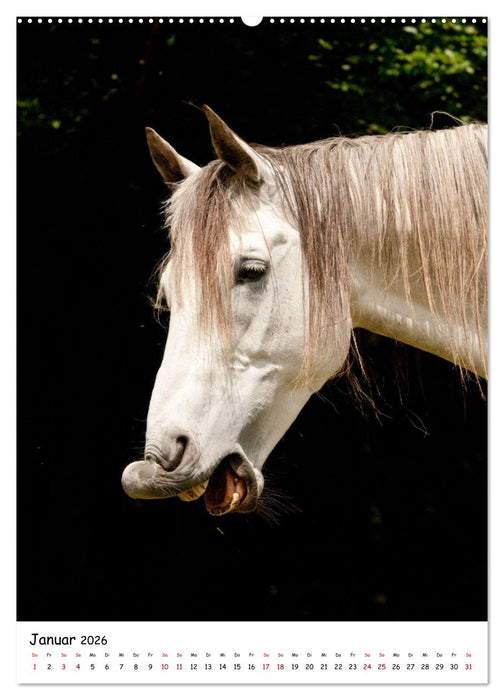 Pferdegesichter - Porträts mit Spaß (CALVENDO Wandkalender 2026)