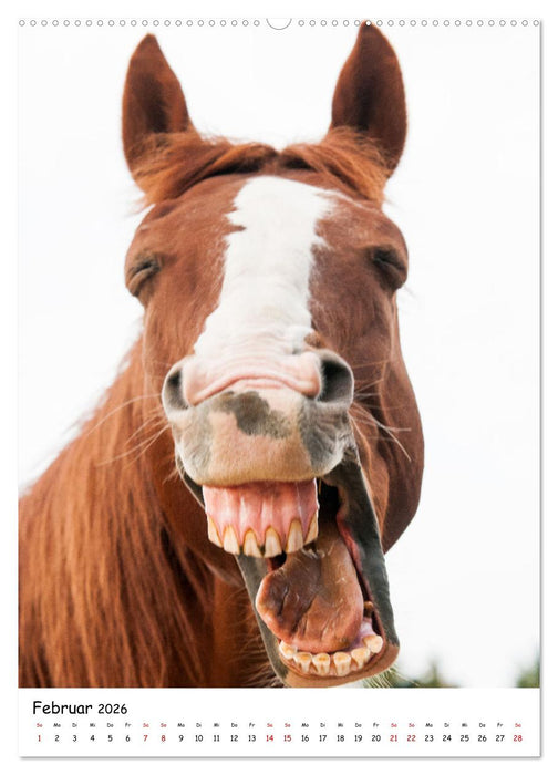 Pferdegesichter - Porträts mit Spaß (CALVENDO Wandkalender 2026)