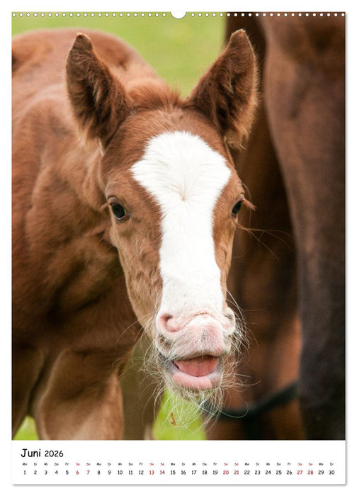 Pferdegesichter - Porträts mit Spaß (CALVENDO Wandkalender 2026)