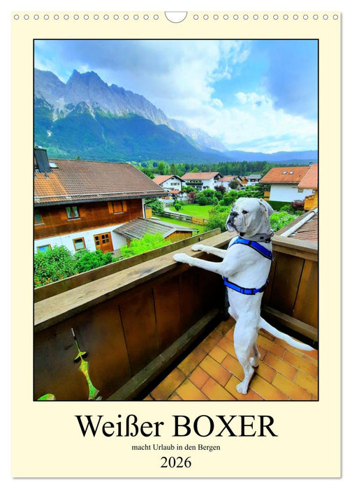 Weißer BOXER im Urlaub (CALVENDO Wandkalender 2026)