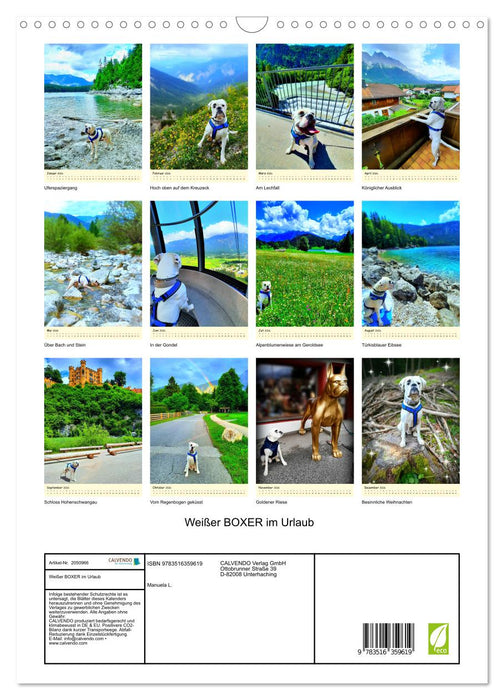 Weißer BOXER im Urlaub (CALVENDO Wandkalender 2026)
