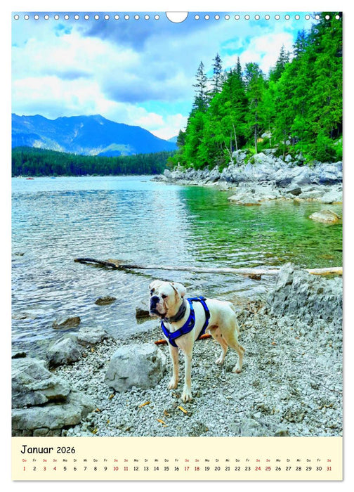 Weißer BOXER im Urlaub (CALVENDO Wandkalender 2026)