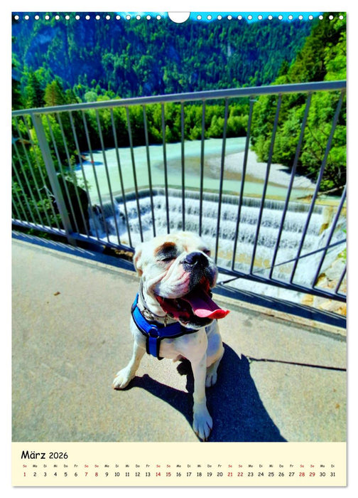 Weißer BOXER im Urlaub (CALVENDO Wandkalender 2026)