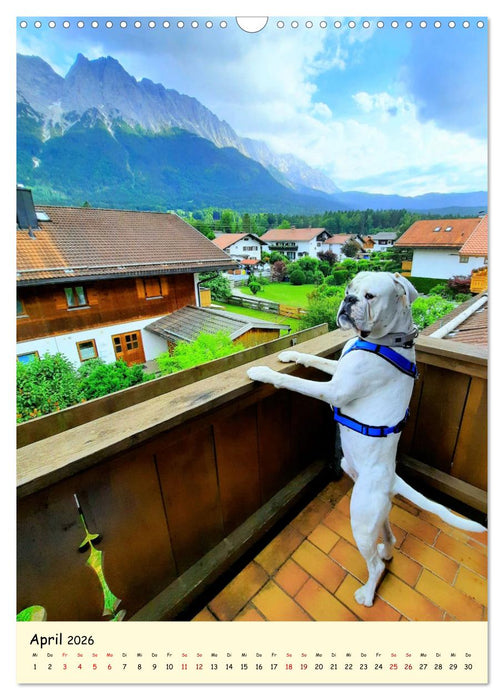 Weißer BOXER im Urlaub (CALVENDO Wandkalender 2026)