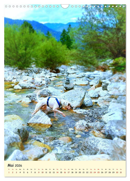 Weißer BOXER im Urlaub (CALVENDO Wandkalender 2026)