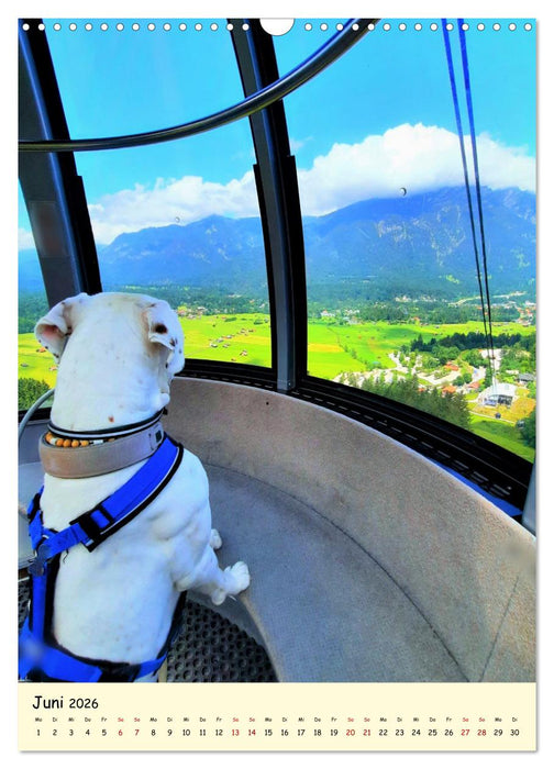 Weißer BOXER im Urlaub (CALVENDO Wandkalender 2026)