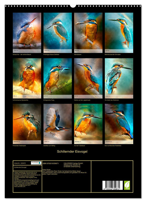 Schillernder Eisvogel (CALVENDO Wandkalender 2026)