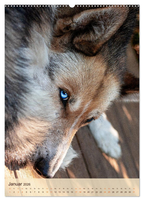 Im Husky-Rudel (CALVENDO Premium Wandkalender 2026)