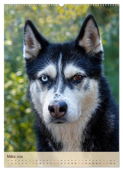 Im Husky-Rudel (CALVENDO Premium Wandkalender 2026)
