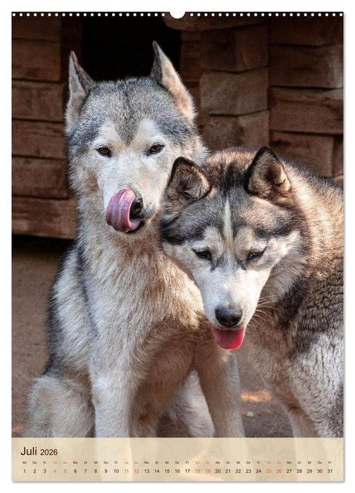 Im Husky-Rudel (CALVENDO Premium Wandkalender 2026)