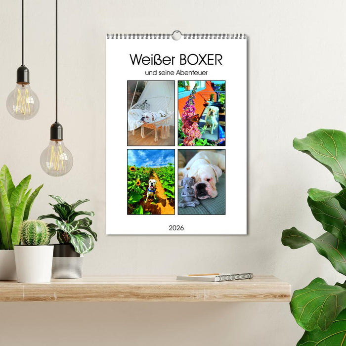 Weißer BOXER (CALVENDO Wandkalender 2026)