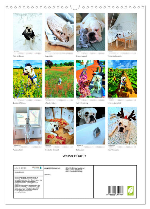 Weißer BOXER (CALVENDO Wandkalender 2026)