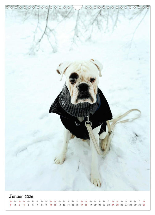 Weißer BOXER (CALVENDO Wandkalender 2026)