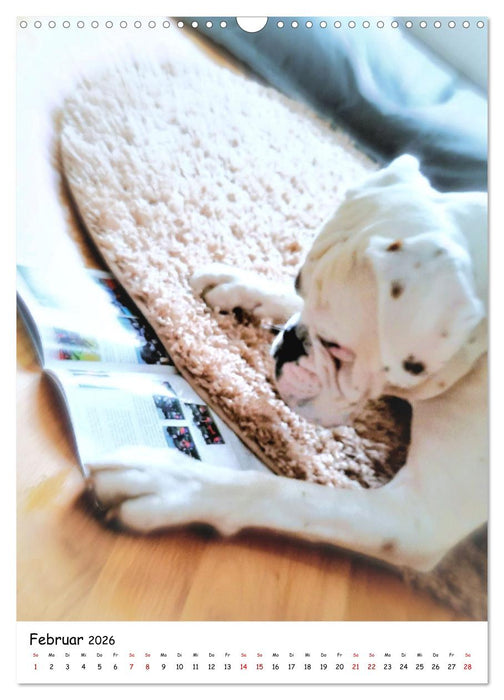 Weißer BOXER (CALVENDO Wandkalender 2026)