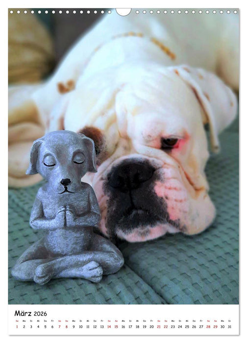 Weißer BOXER (CALVENDO Wandkalender 2026)