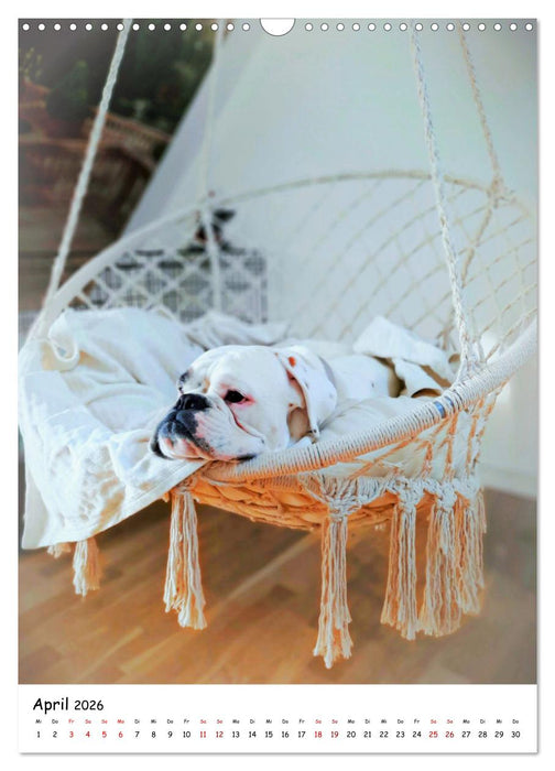 Weißer BOXER (CALVENDO Wandkalender 2026)