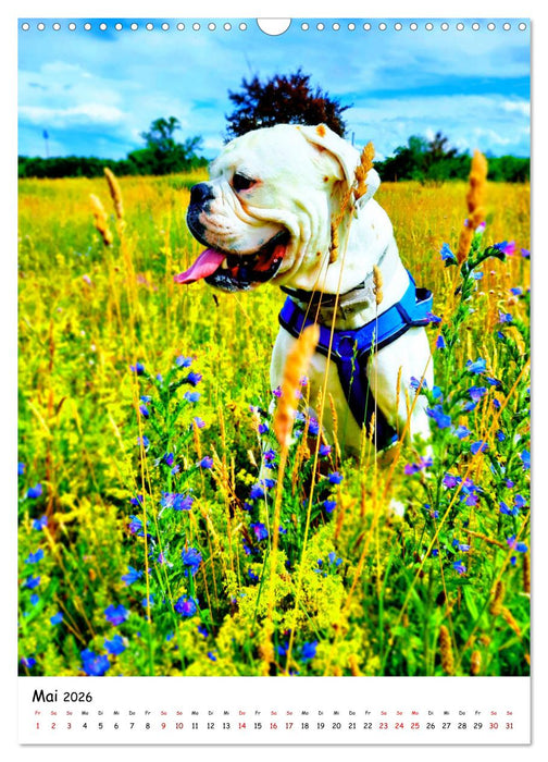 Weißer BOXER (CALVENDO Wandkalender 2026)