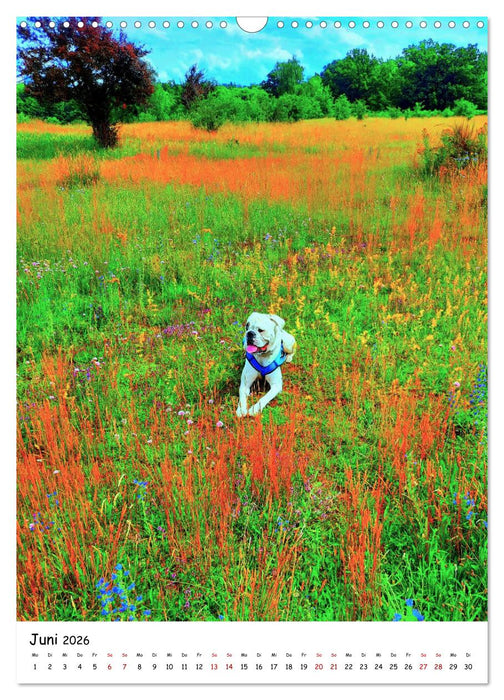 Weißer BOXER (CALVENDO Wandkalender 2026)