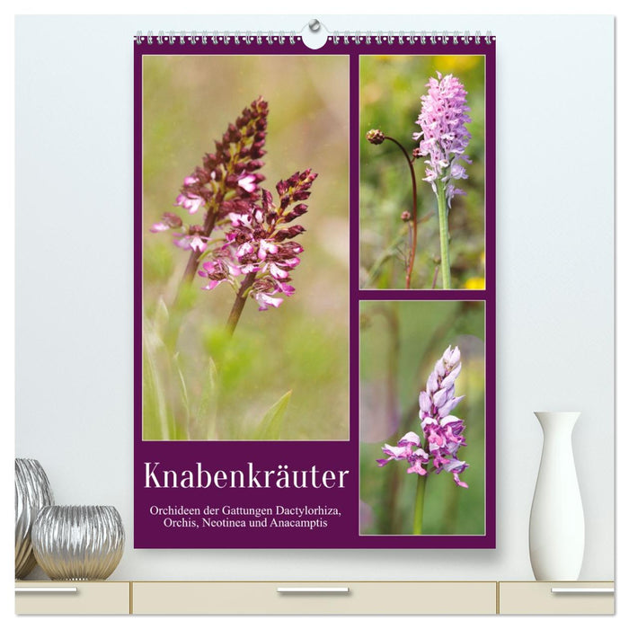 Knabenkräuter (CALVENDO Premium Wandkalender 2026)
