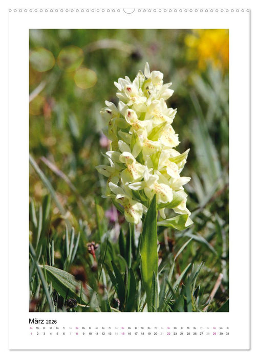 Knabenkräuter (CALVENDO Premium Wandkalender 2026)