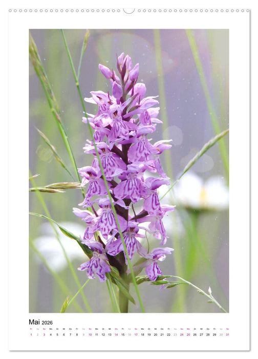 Knabenkräuter (CALVENDO Premium Wandkalender 2026)