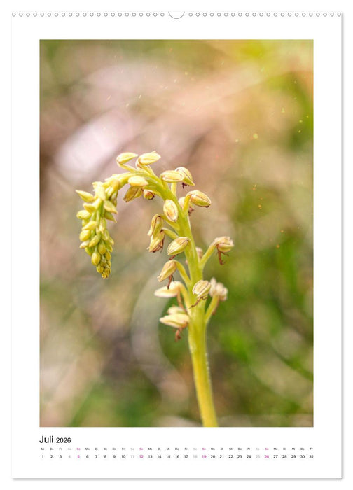 Knabenkräuter (CALVENDO Premium Wandkalender 2026)