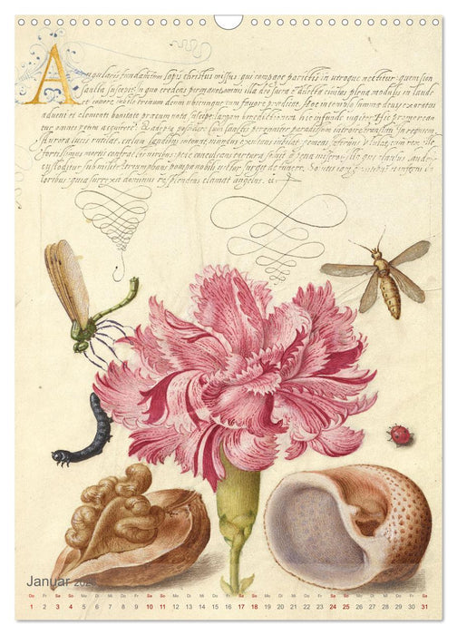 Hoefnagel und Bocskay - Miniaturmalerei trifft Kalligrafie (CALVENDO Wandkalender 2026)