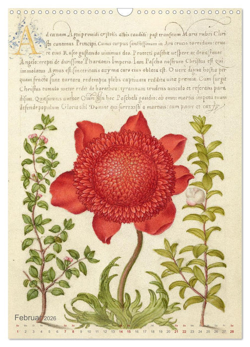 Hoefnagel und Bocskay - Miniaturmalerei trifft Kalligrafie (CALVENDO Wandkalender 2026)