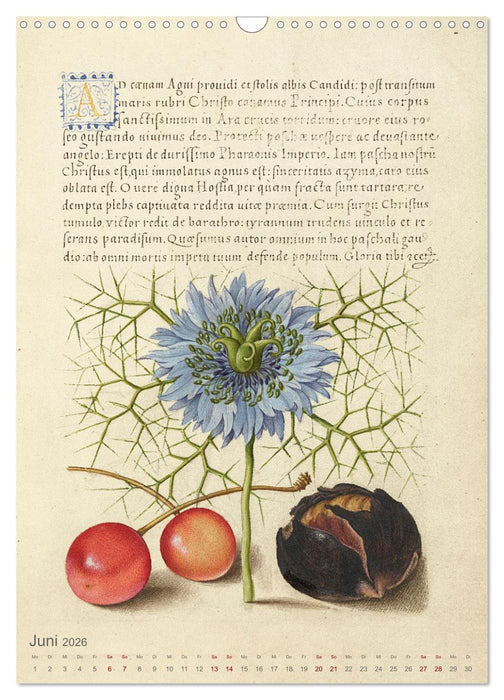 Hoefnagel und Bocskay - Miniaturmalerei trifft Kalligrafie (CALVENDO Wandkalender 2026)