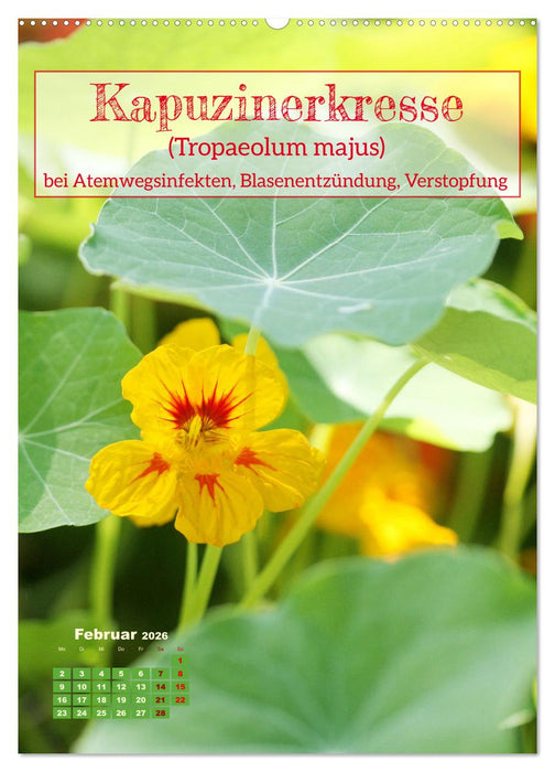 Arzneipflanzen - heilend und giftig (CALVENDO Premium Wandkalender 2026)