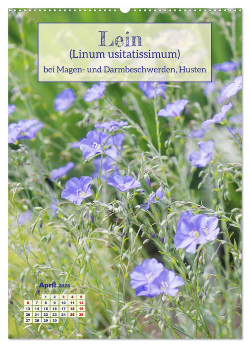 Arzneipflanzen - heilend und giftig (CALVENDO Premium Wandkalender 2026)