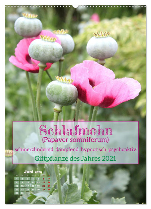 Arzneipflanzen - heilend und giftig (CALVENDO Premium Wandkalender 2026)
